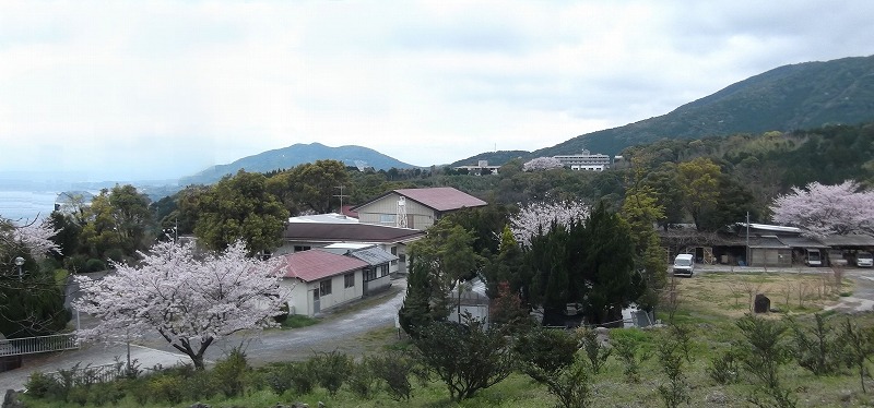 よろこびの里桜