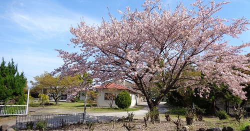 R5.3.25桜